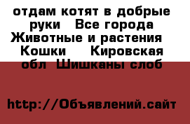 отдам котят в добрые руки - Все города Животные и растения » Кошки   . Кировская обл.,Шишканы слоб.